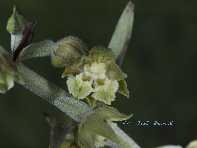 lusus naturae di epipactis microphylla